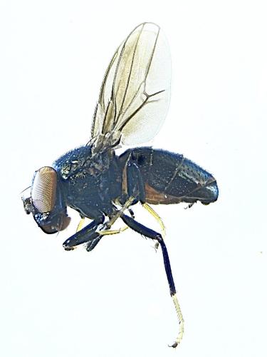 Réf. 288 024 : Clanoneurum cimiciforme